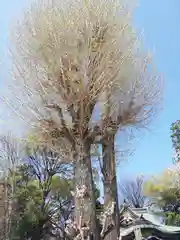 川越八幡宮(埼玉県)