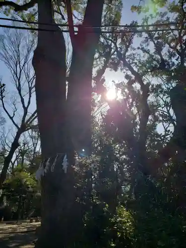 代々木八幡宮の自然