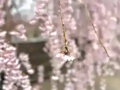 眞田神社(長野県)