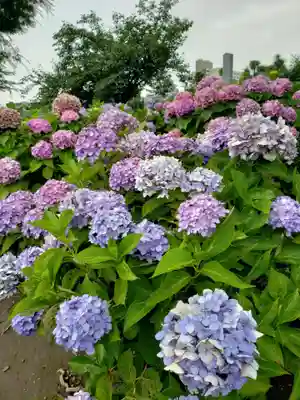 妙法寺(東京都)