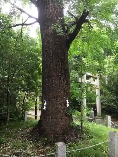 忍　諏訪神社・東照宮　の自然