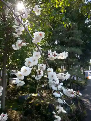 進雄神社(群馬県)
