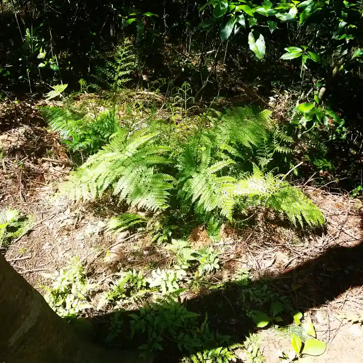 鹿島神宮の自然