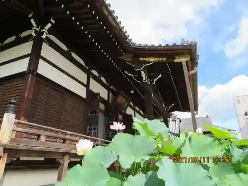 善導寺の本殿・本堂