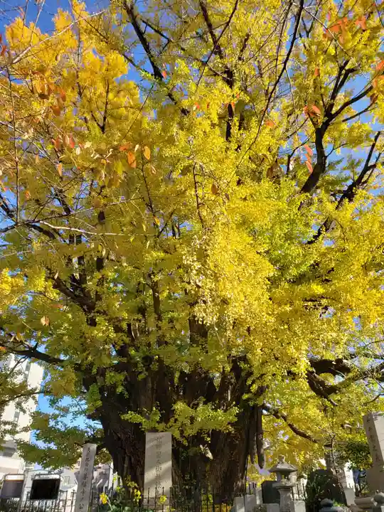善福寺(東京都)