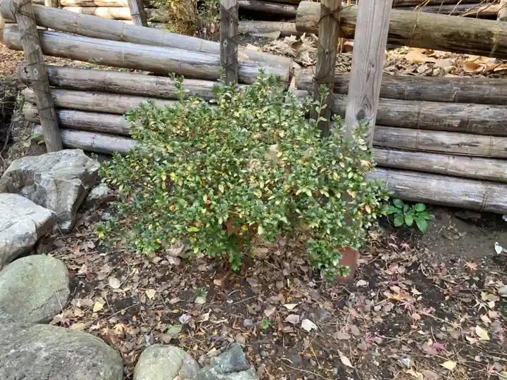 平塚八幡宮の自然