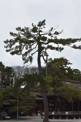 長浜八幡宮の自然