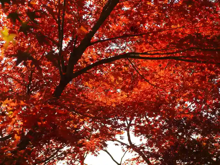 足利織姫神社の自然