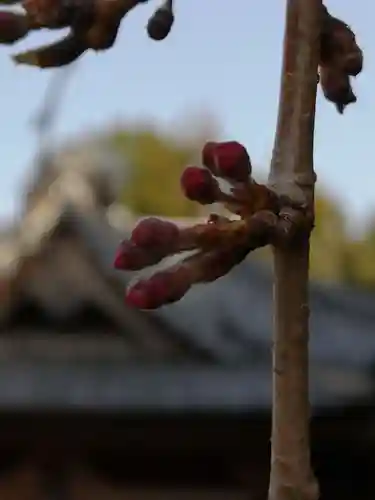 伏木香取神社の自然