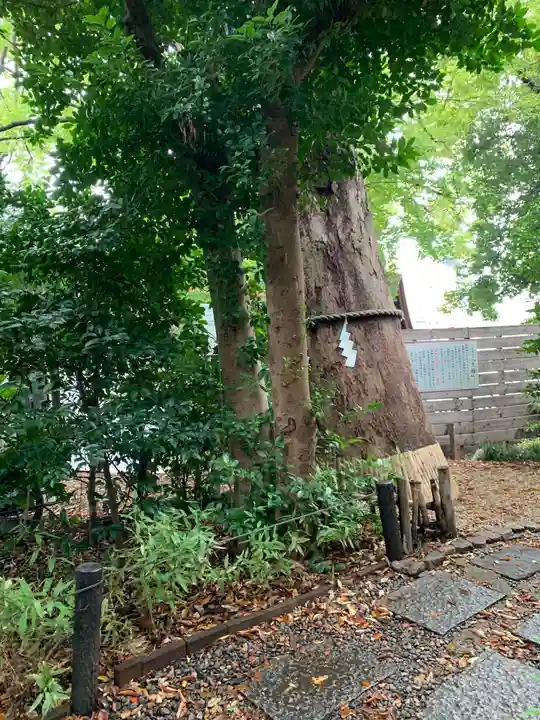 上青木氷川神社の自然