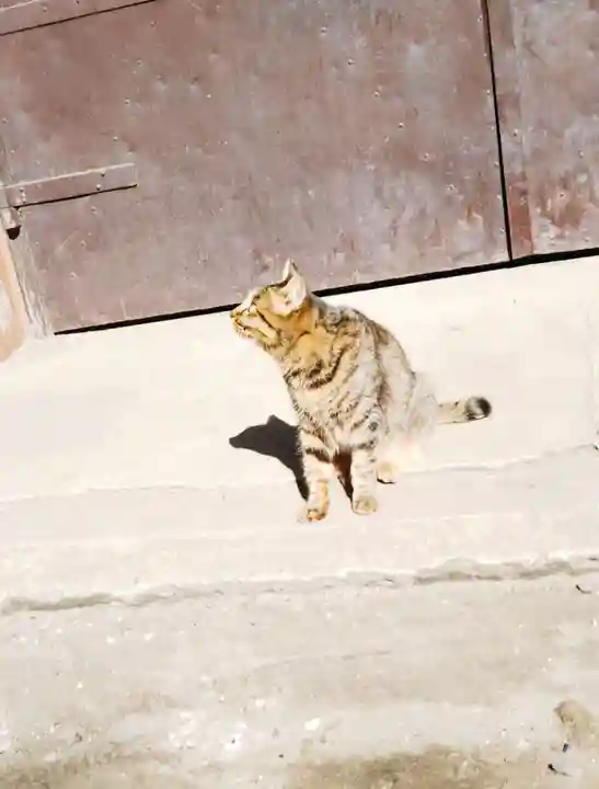 小野照崎神社の動物