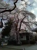 栽松院(宮城県)