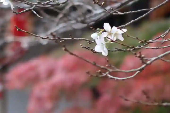 赤山禅院の自然
