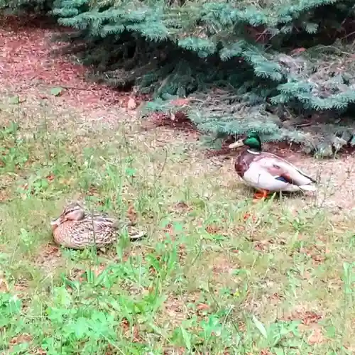 彌彦神社　(伊夜日子神社)の動物