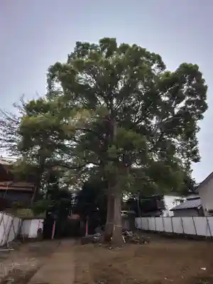 氷川台氷川神社の自然