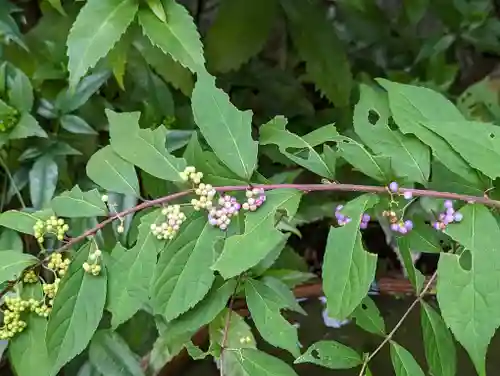 西雲院(京都府)