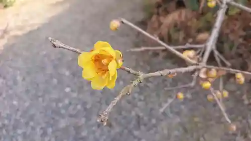 板倉雷電神社の自然
