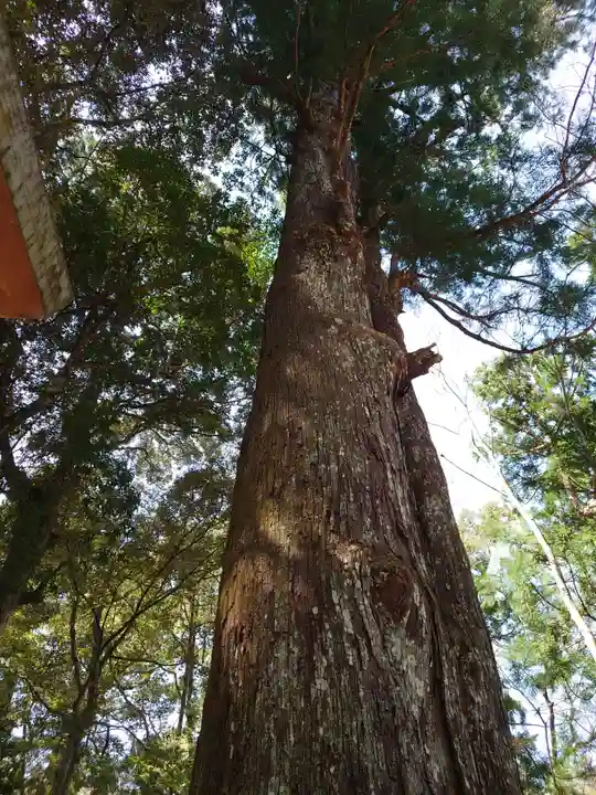 伊勢神宮内宮(皇大神宮)の自然