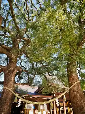 明治神宮(東京都)