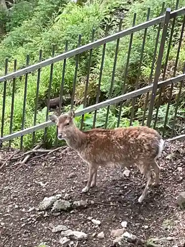 大山阿夫利神社の動物
