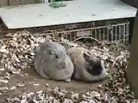 太子堂八幡神社の動物