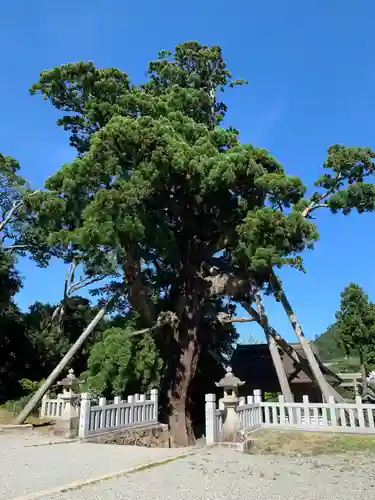 玉若酢命神社の自然