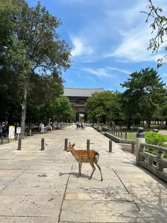 東大寺の動物