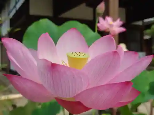 法金剛院(京都府)