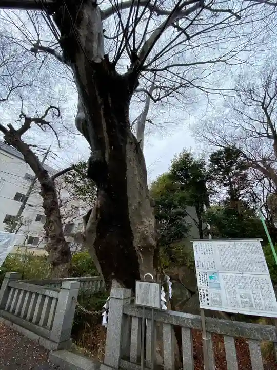 青渭神社の自然