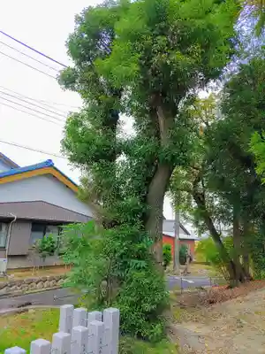 竹生島神社の自然
