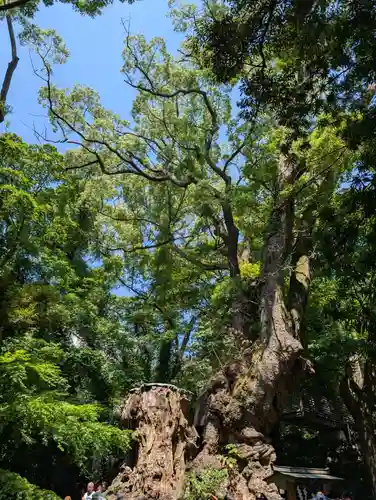 來宮神社(静岡県)
