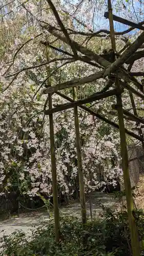 宇治上神社の自然