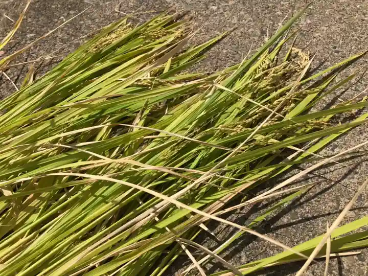 總社 和田八幡宮(福井県)