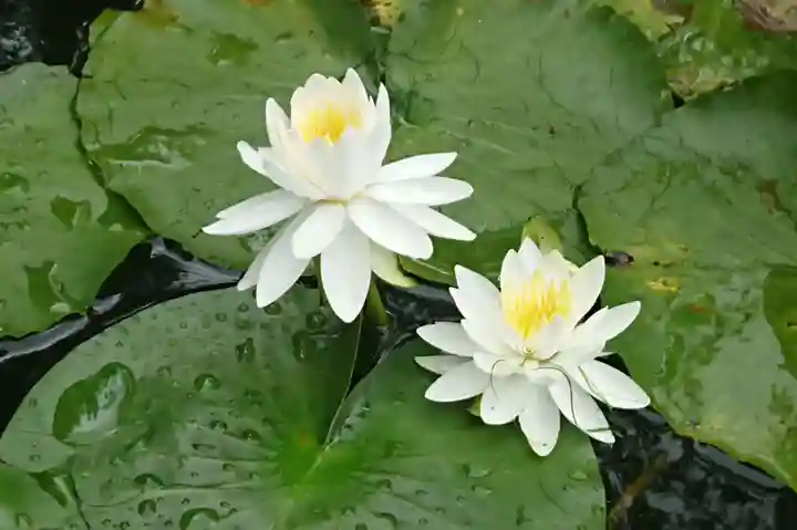 富士山法華本門寺根源の自然