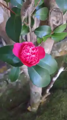 慈照寺（慈照禅寺・銀閣寺）(京都府)