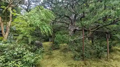 地蔵院(京都府)
