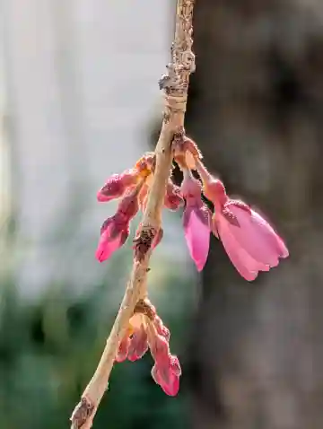 西光寺(山梨県)