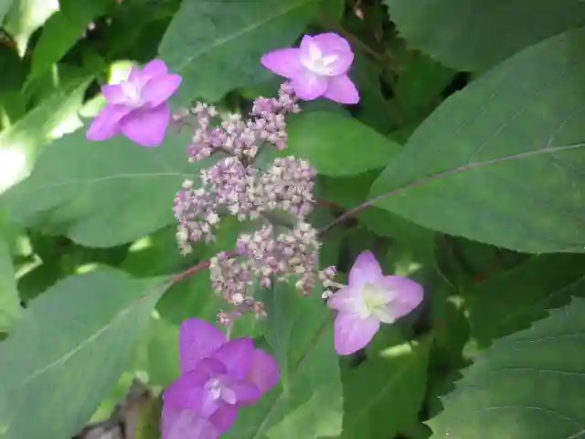 御霊神社の自然