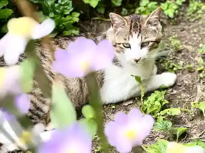 修那羅山安宮神社の動物