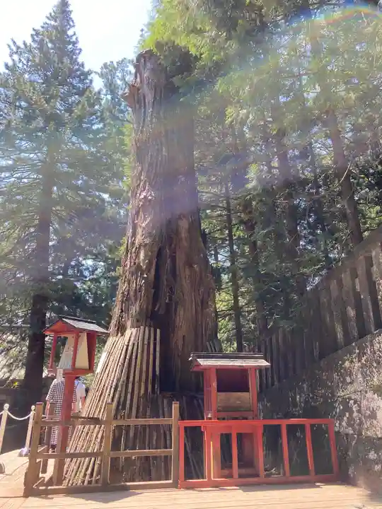 日光東照宮の自然