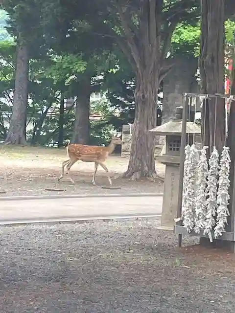 石山神社の動物