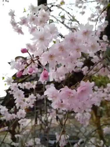 阿智神社の自然