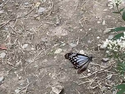 成田山不動寺の動物