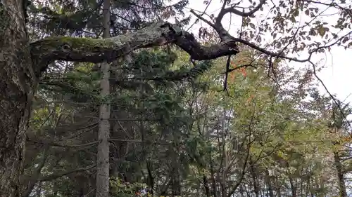 常盤神社の自然
