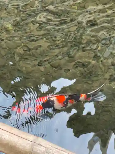 子安神社(東京都)