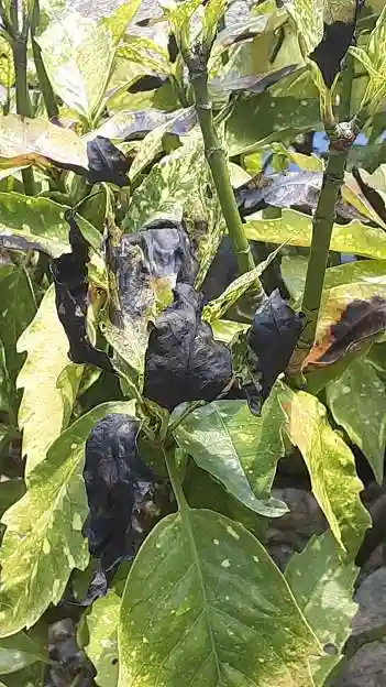 西方山極楽寺の自然