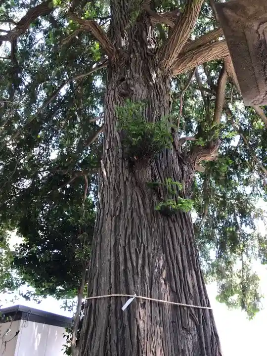 矢切神社の自然