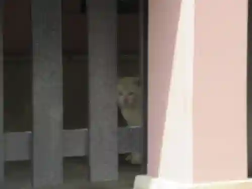 今戸神社の動物