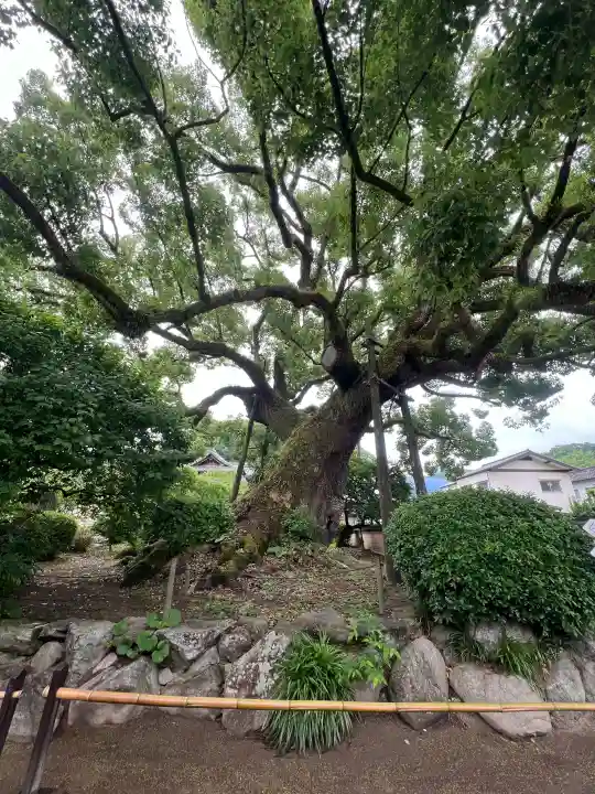 太宰府天満宮(福岡県)