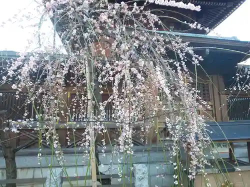 湯島天満宮の自然